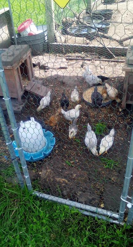 Young chick's