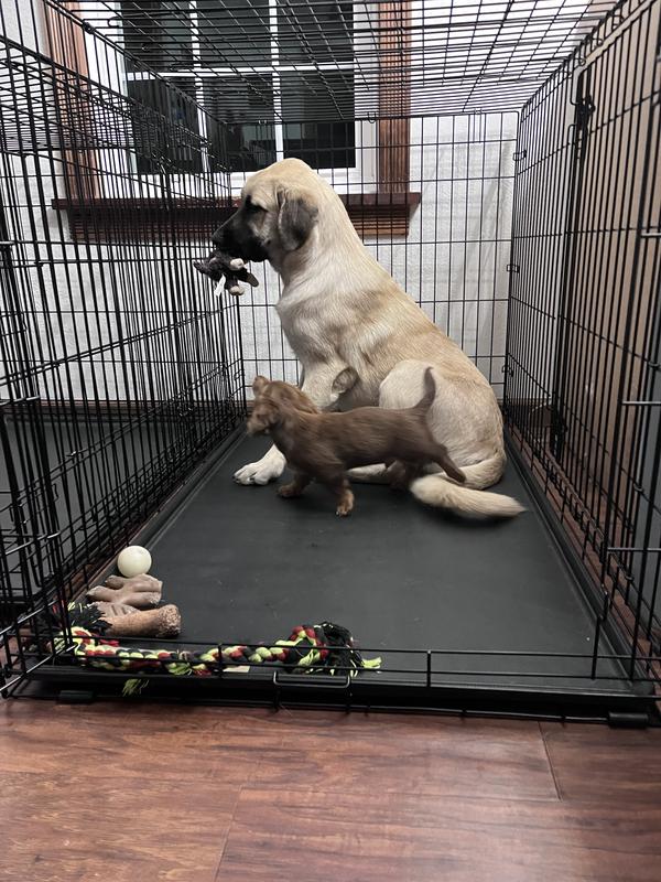 5 mo old Anatolian Sarplaninac and 3 mo old Mini Dauchsund (sitting)