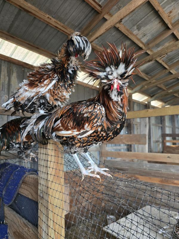 Daughter's chickens