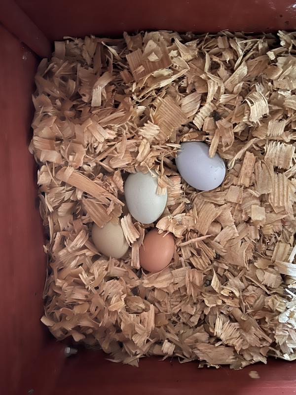 Ceramic eggs with real eggs