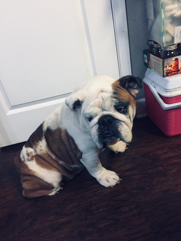 Hey Sadie did you hear what I heard? Yes Brees, Mama open the bag! Yummy!!