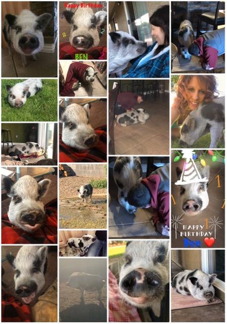 Ben the mini pig