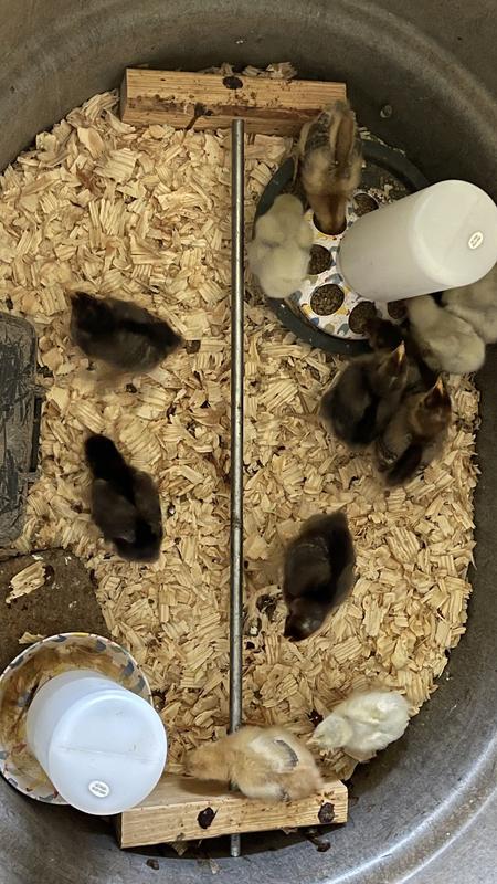 Rainbow chicks