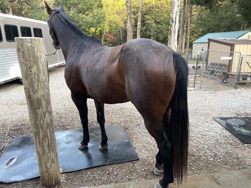 5 year old gelding after 2 months