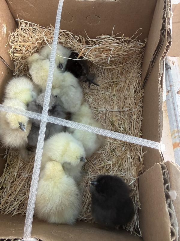 Silkie