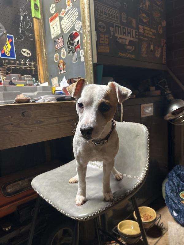Jack Russell so it’s good for dogs the size as well