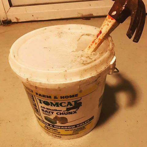 They chewed thru the bucket to devour the bait.... and I still have rats. Big ones. Haven't seen any dead ones.... #facepalm