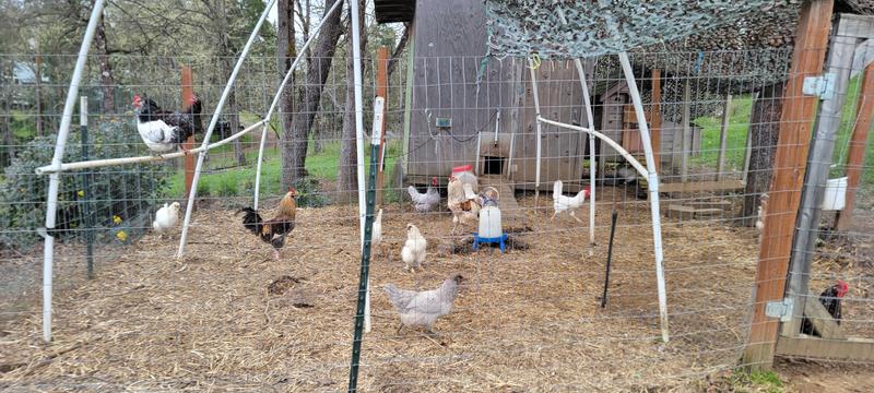 Proof of chicken