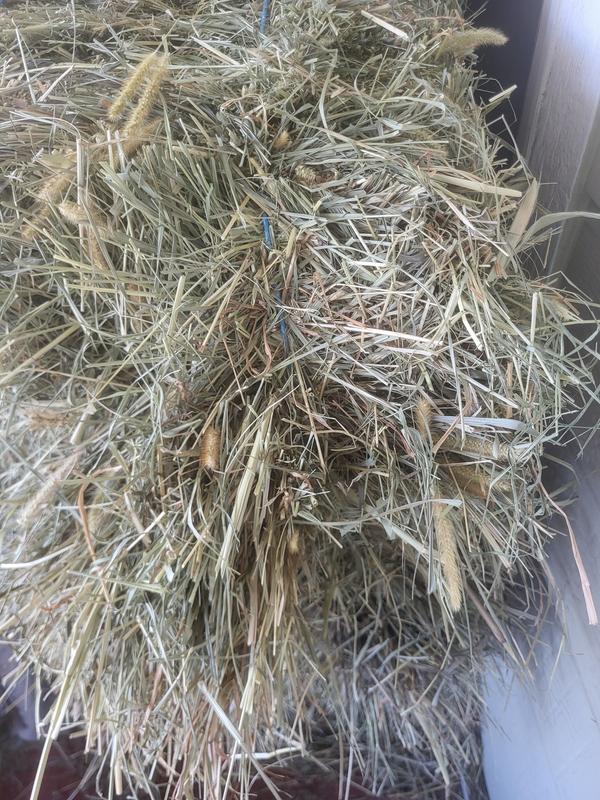 2-String Coastal Bermuda Hay Horse Feed at Tractor Supply Co.