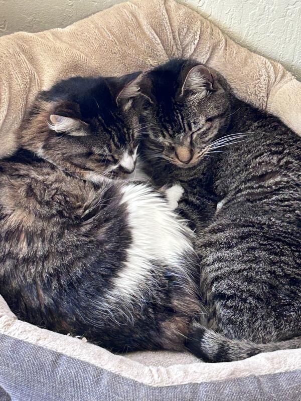 Happy Kitties
