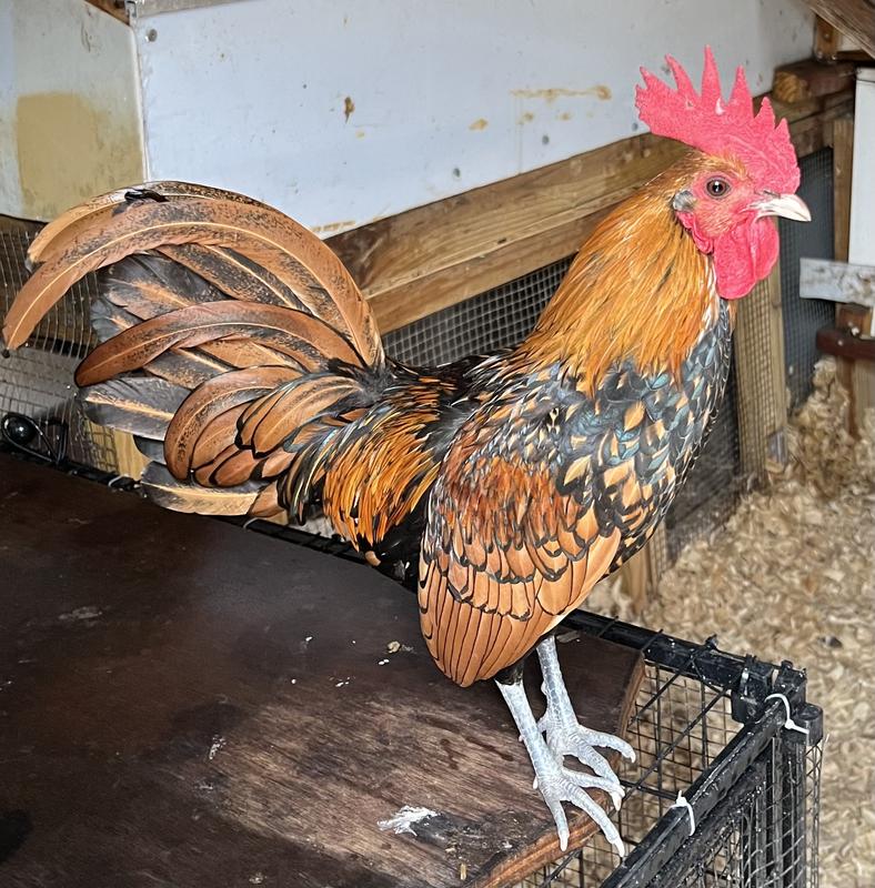 RooToo waiting on treats!