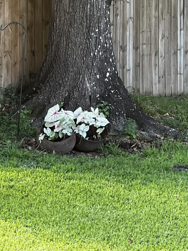 Push mower mows evenly and runs steady with this product.