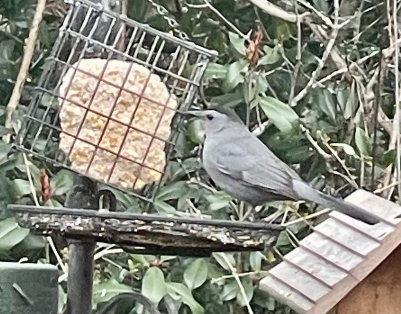 Catbird enjoying Royal Wing Mealworm Suet