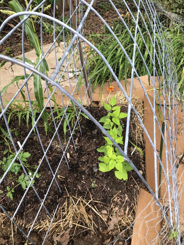 Trellis for beans and snap peas