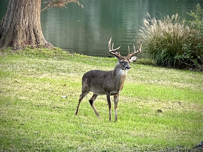 Backyard of deer