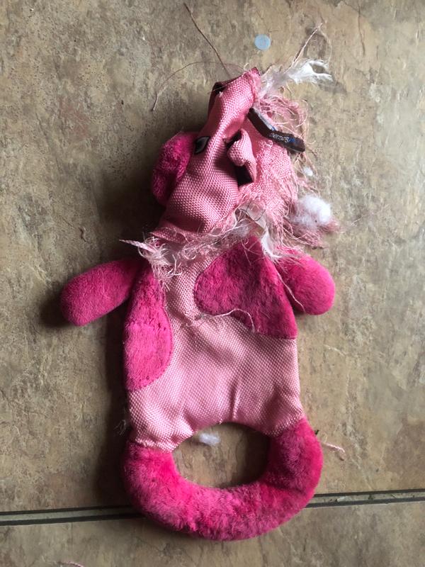 Pig dog toy