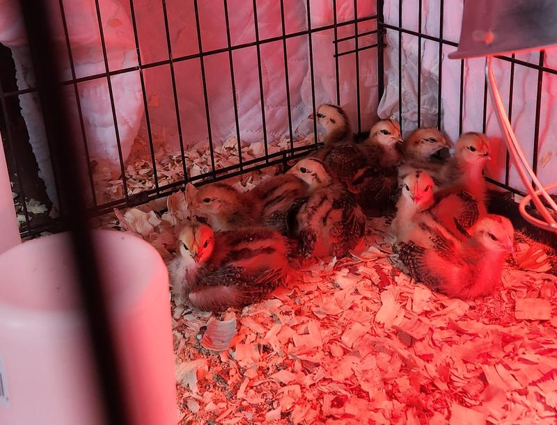 Two weeks after shipment