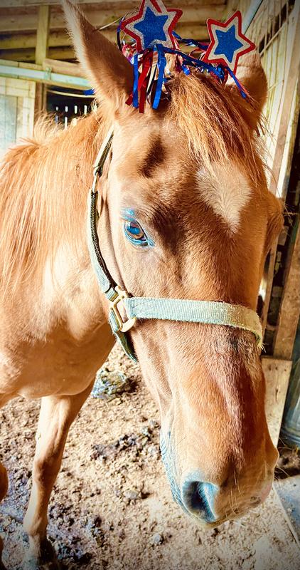 Happy horse, happy life