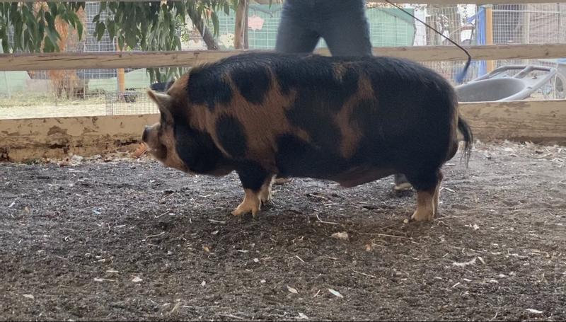 Res. GCH Jon Snow - Kunekune