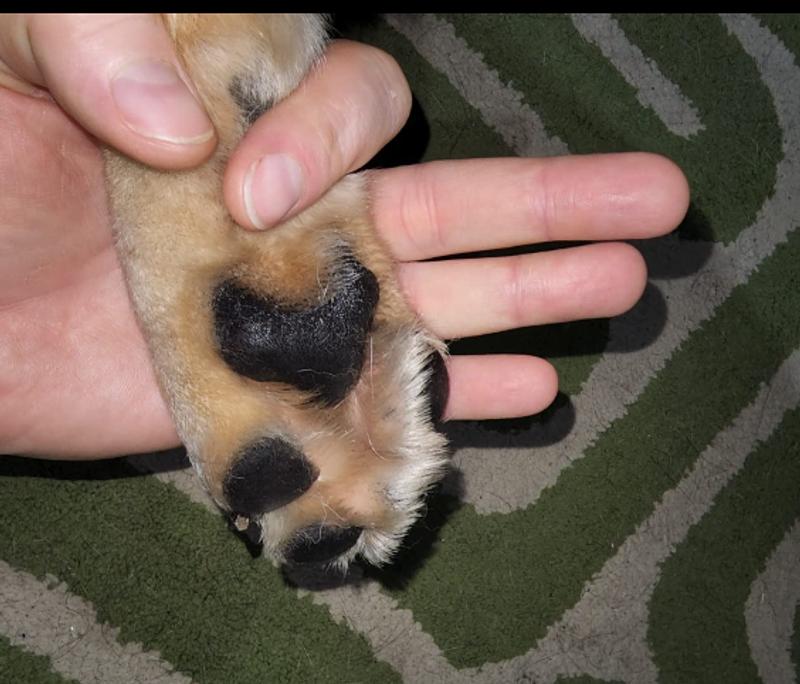 soft and healthy paws