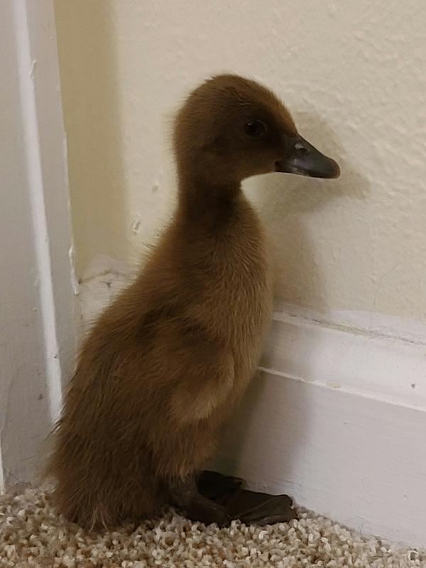 Nice and healthy!  Growing fast!