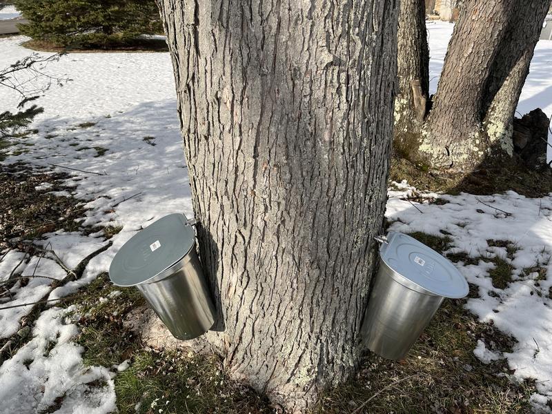 Tapping trees