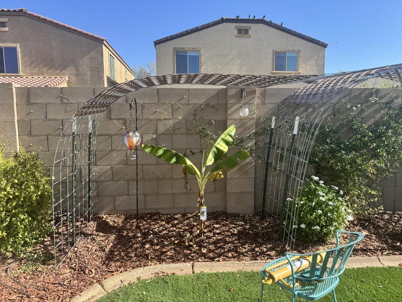 Banana shade structure