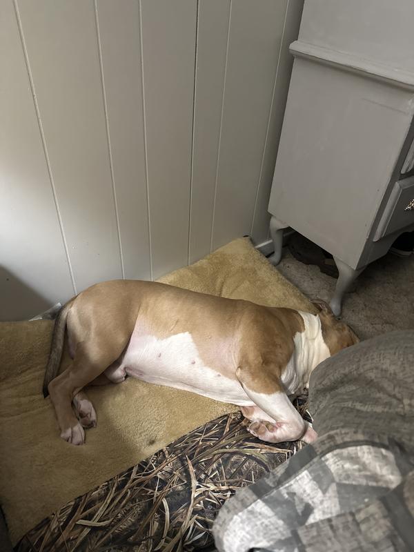 Sleeping doggo