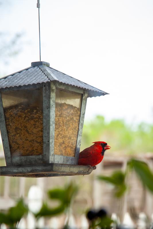 Male Cardinal