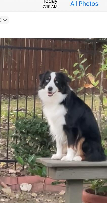 My Aussies!