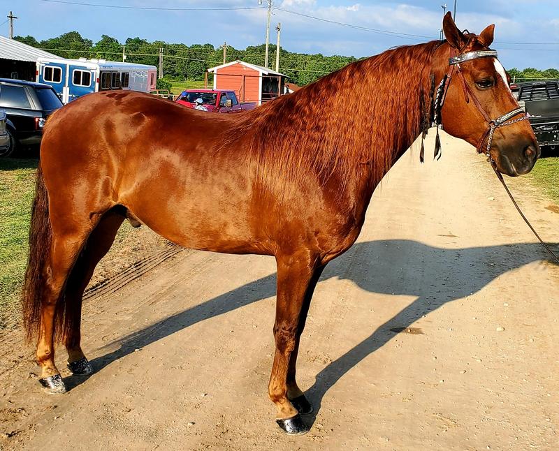 My Missouri Foxtrotter Talk Dirty To Me