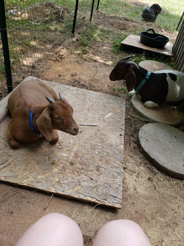 Smiling girls by the outdoor watering hole.