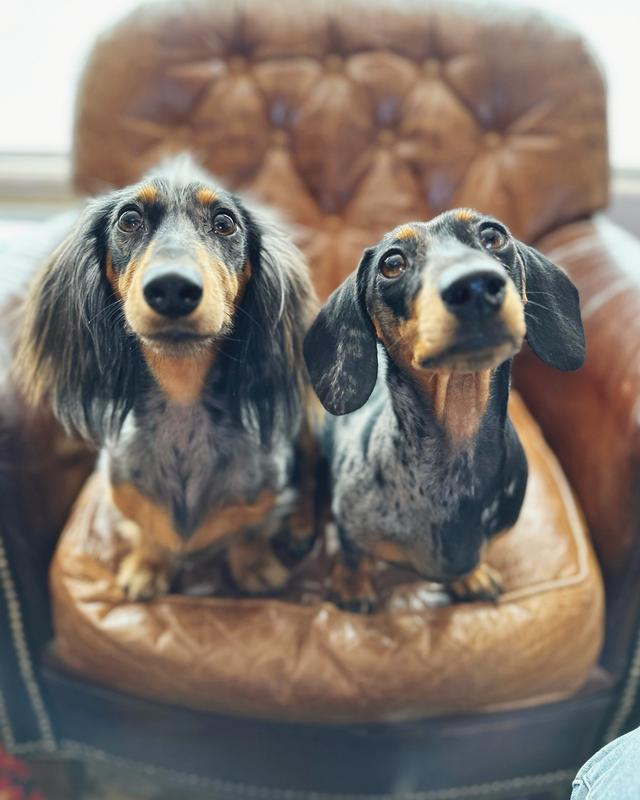 For the hounds!