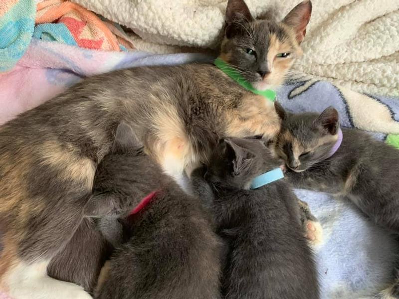 Jade with George, Gracie and Casey