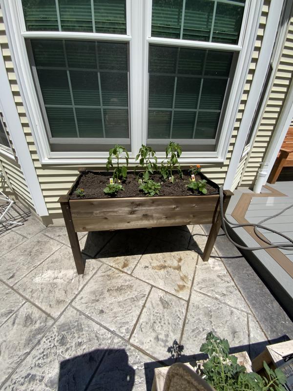 Peppers and strawberries planted
