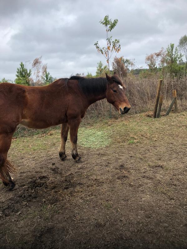 Horse wormed with wormer from TS