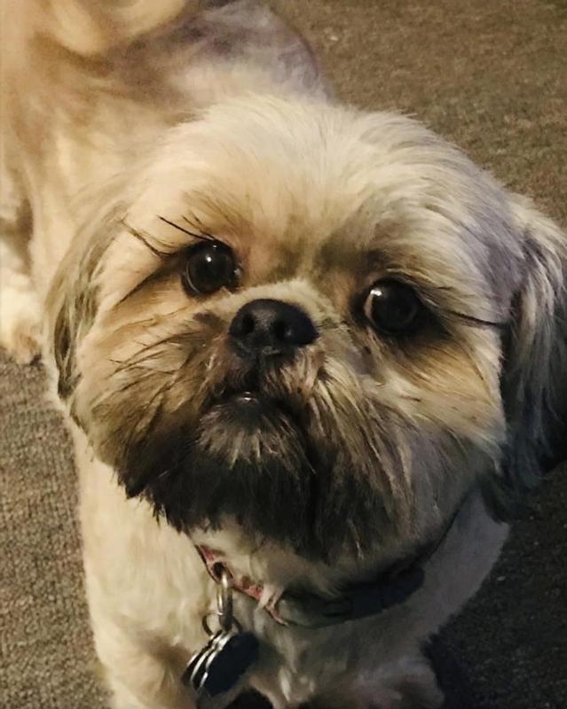 My 9 year old ShiTzu