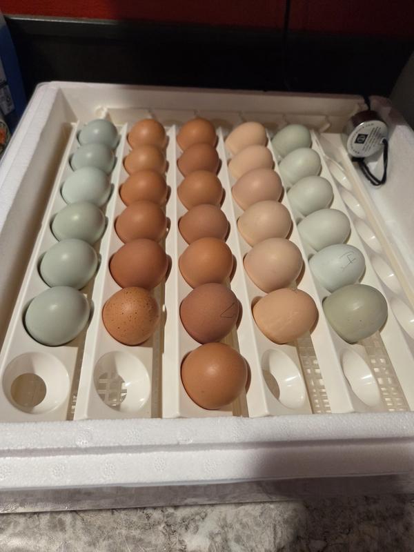 Added a divider for lockdown to sort chicks.