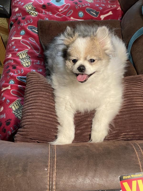 She loves 4 Health chicken and vegetables for small dogs!!