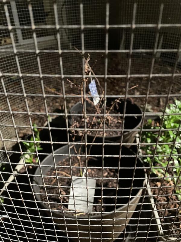 Dead blueberry bushes even built an enclosure to keep birds & squirrels from eating them.