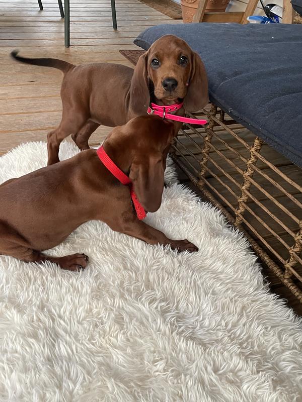 Victor Elite Canine Large Breed All Life Stages Chicken Recipe Dry