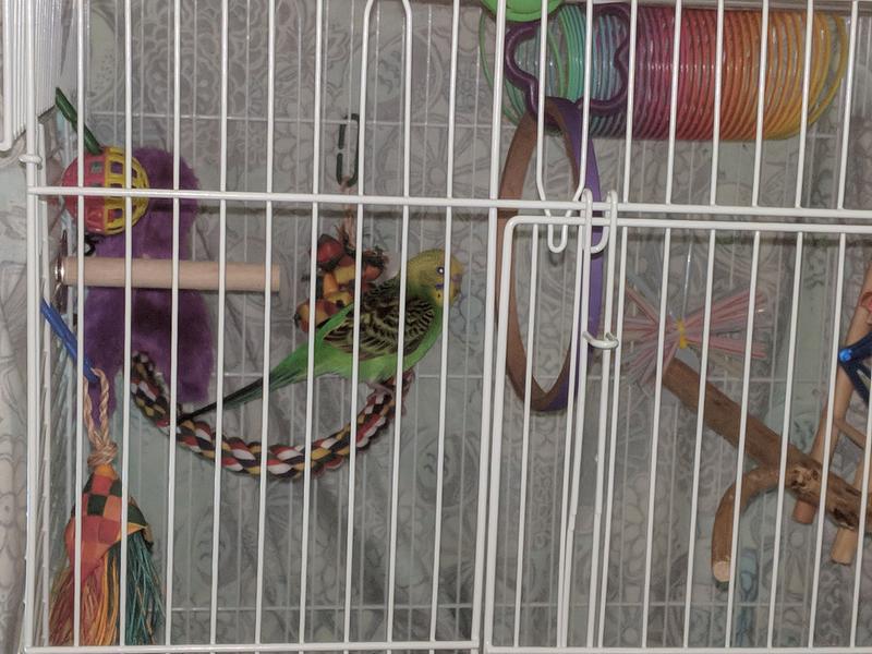 My Keet In His Cage