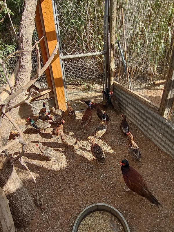 Ringneck pheasants