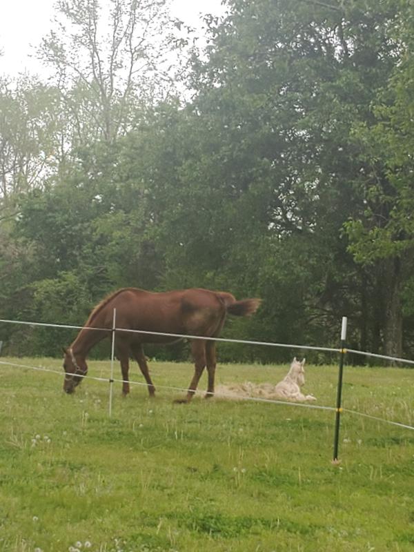 Used on green T posts