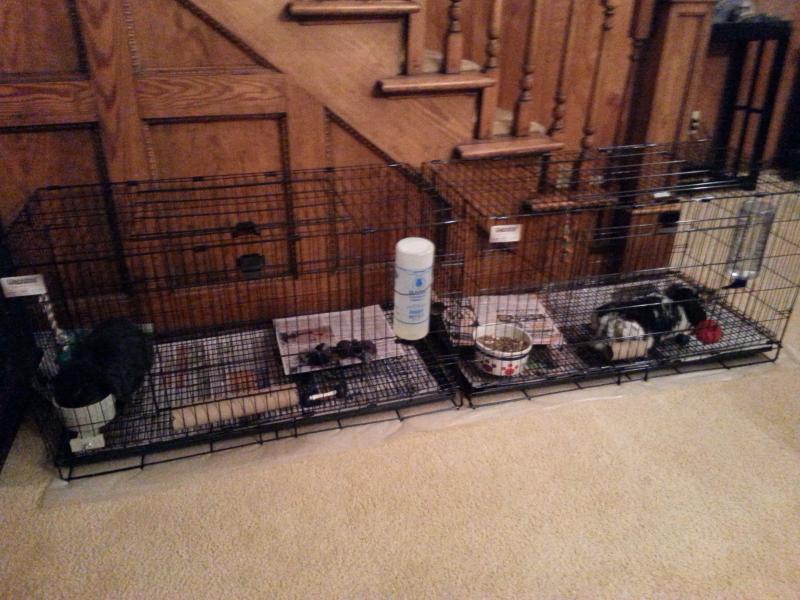 MidWest Homes for Pets Wabbitat Rabbit Cage, 19 in. x 37 in. at Tractor ...