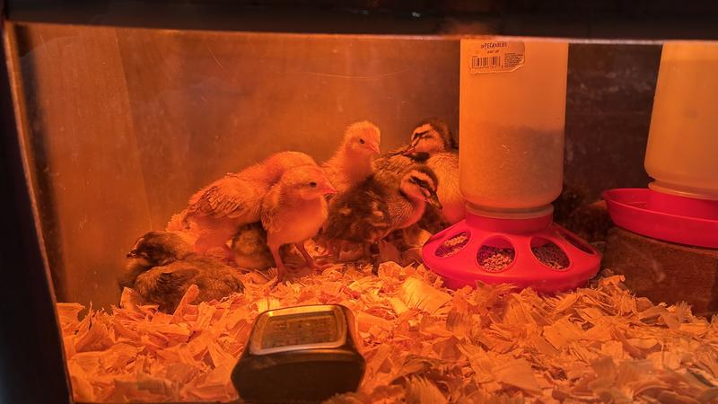 Baby chicks/ducklings