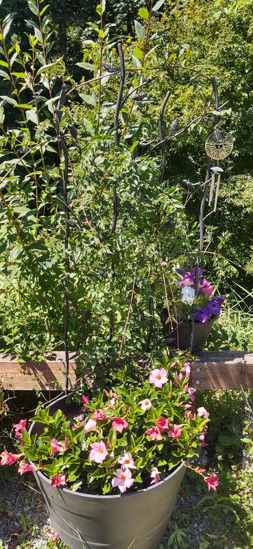 Vine grew 6 ft this year