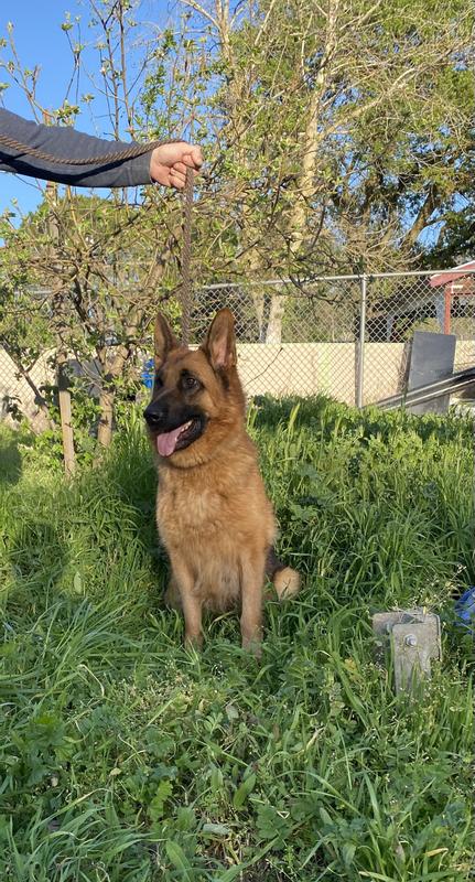 German Shepherd New Milford Dog Pound 4607 Rescue Dog Collins FDC