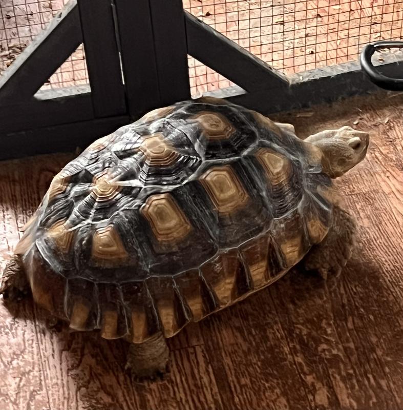 3 years old  Sulcata- aka African Spurred Tortoise