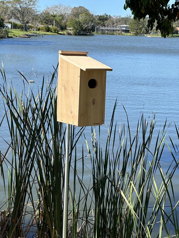 Just waiting for the Wood Ducks